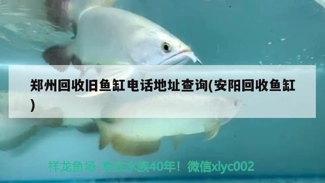郑州回收旧鱼缸电话地址查询(安阳回收鱼缸) 黄吉金龙（白子金龙鱼）