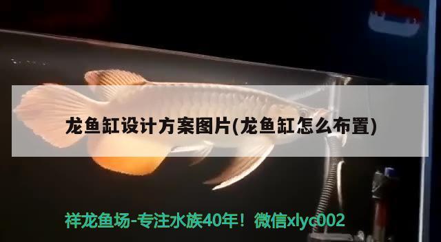 龙鱼缸设计方案图片(龙鱼缸怎么布置) 广州祥龙国际水族贸易