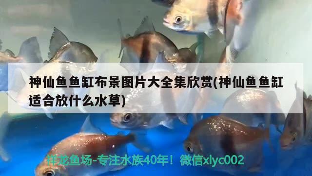 神仙鱼鱼缸布景图片大全集欣赏(神仙鱼鱼缸适合放什么水草) 水草