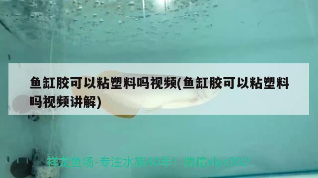 鱼缸胶可以粘塑料吗视频(鱼缸胶可以粘塑料吗视频讲解) 肥料