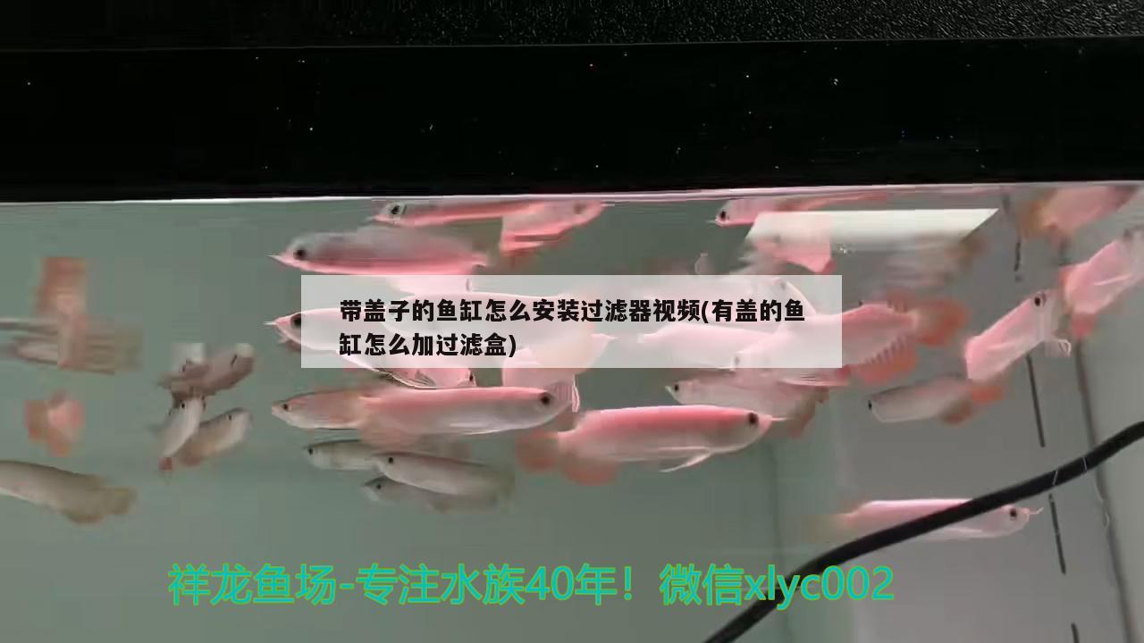带盖子的鱼缸怎么安装过滤器视频(有盖的鱼缸怎么加过滤盒)