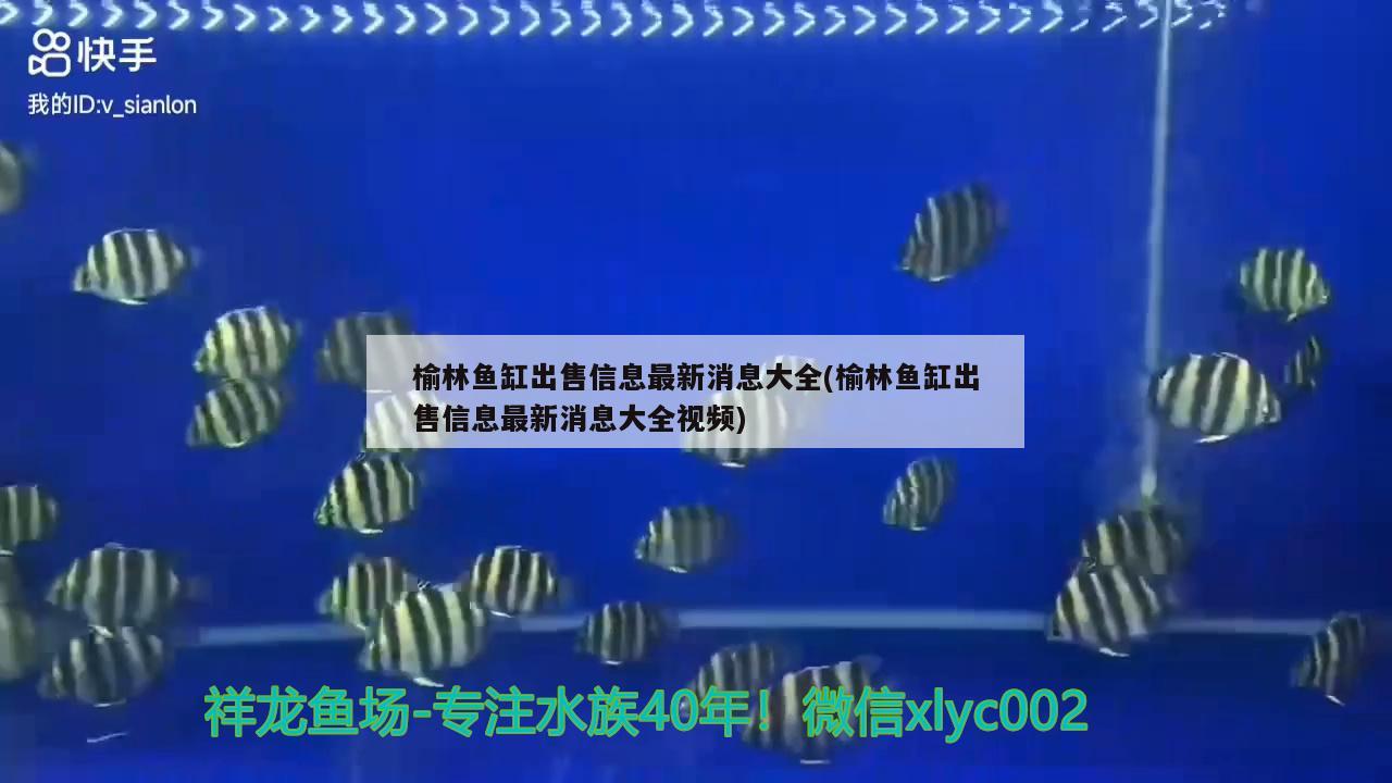 榆林鱼缸出售信息最新消息大全(榆林鱼缸出售信息最新消息大全视频) 赛级红龙鱼