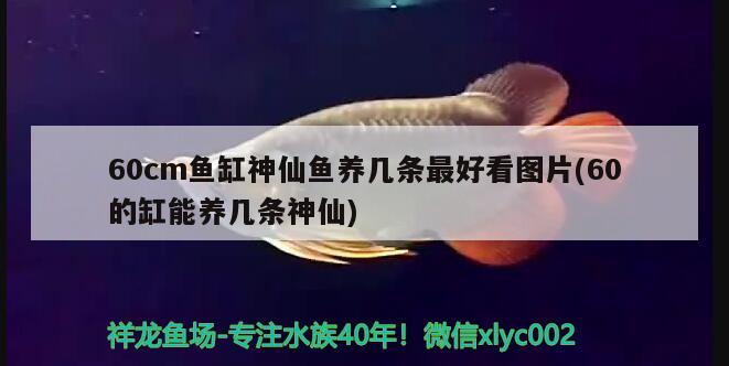 60cm鱼缸神仙鱼养几条最好看图片(60的缸能养几条神仙) 黑金魟鱼