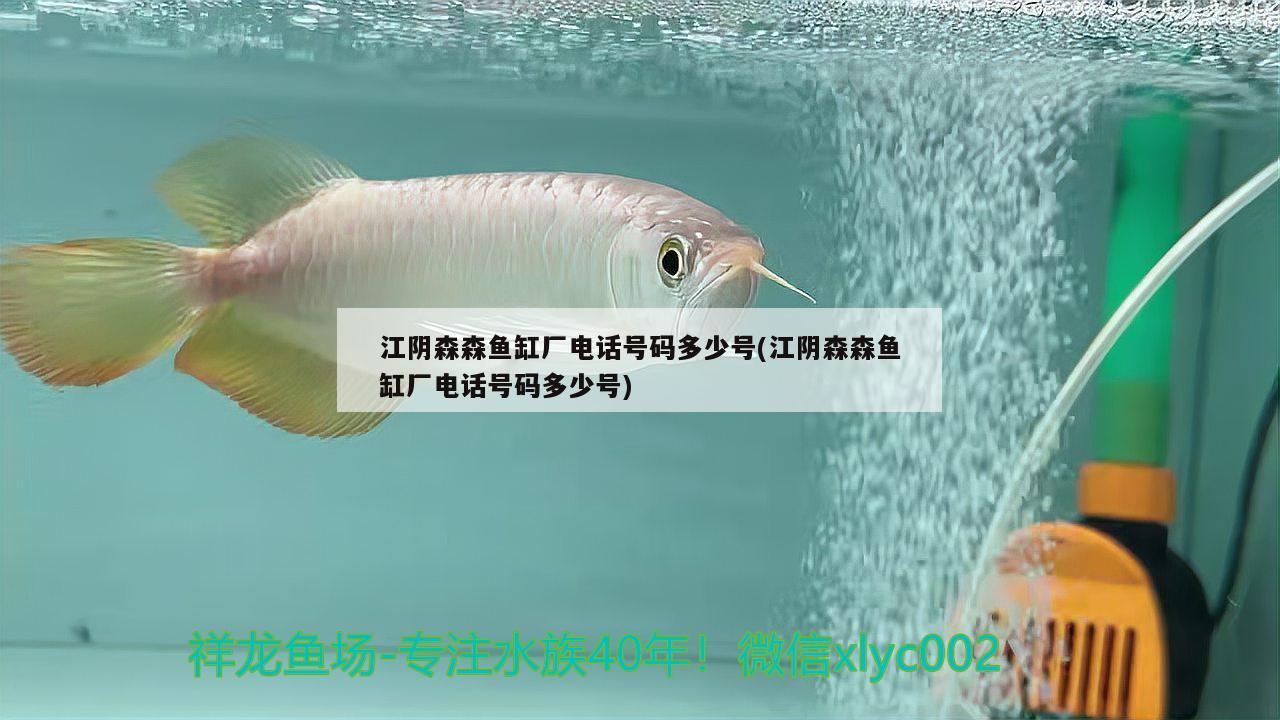 江阴森森鱼缸厂电话号码多少号(江阴森森鱼缸厂电话号码多少号) 暹罗巨鲤