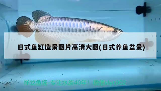 日式鱼缸造景图片高清大图(日式养鱼盆景)