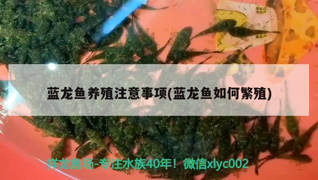 蓝龙鱼养殖注意事项(蓝龙鱼如何繁殖) 广州龙鱼批发市场