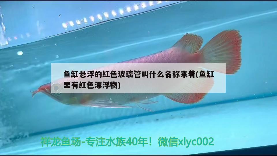 鱼缸悬浮的红色玻璃管叫什么名称来着(鱼缸里有红色漂浮物)
