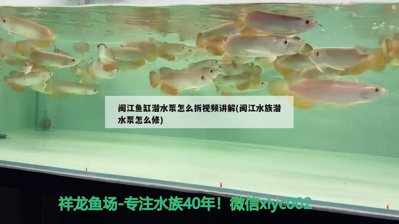 闽江鱼缸潜水泵怎么拆视频讲解(闽江水族潜水泵怎么修)