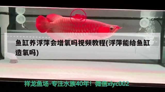 鱼缸养浮萍会增氧吗视频教程(浮萍能给鱼缸造氧吗)