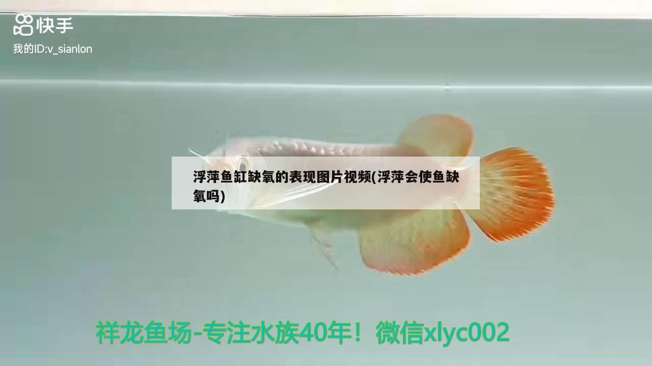 浮萍鱼缸缺氧的表现图片视频(浮萍会使鱼缺氧吗) 龙鱼批发