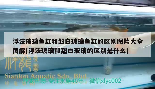 浮法玻璃鱼缸和超白玻璃鱼缸的区别图片大全图解(浮法玻璃和超白玻璃的区别是什么) 白子金龙鱼