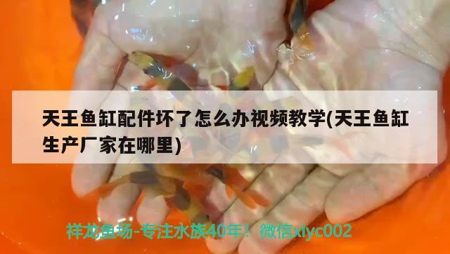 天王鱼缸配件坏了怎么办视频教学(天王鱼缸生产厂家在哪里) 翡翠凤凰鱼