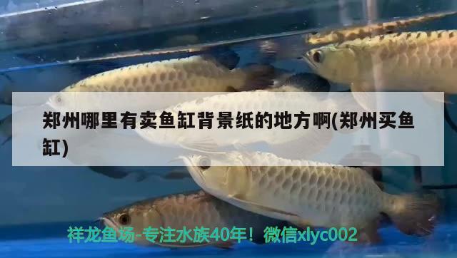 郑州哪里有卖鱼缸背景纸的地方啊(郑州买鱼缸) 小型观赏鱼