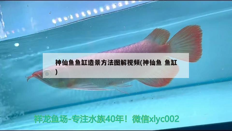 神仙鱼鱼缸造景方法图解视频(神仙鱼鱼缸) 红老虎鱼
