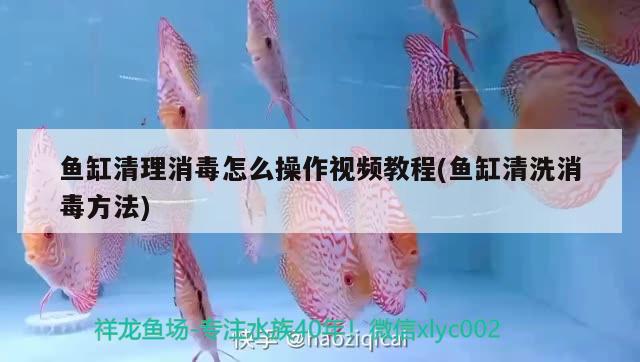 鱼缸清理消毒怎么操作视频教程(鱼缸清洗消毒方法)