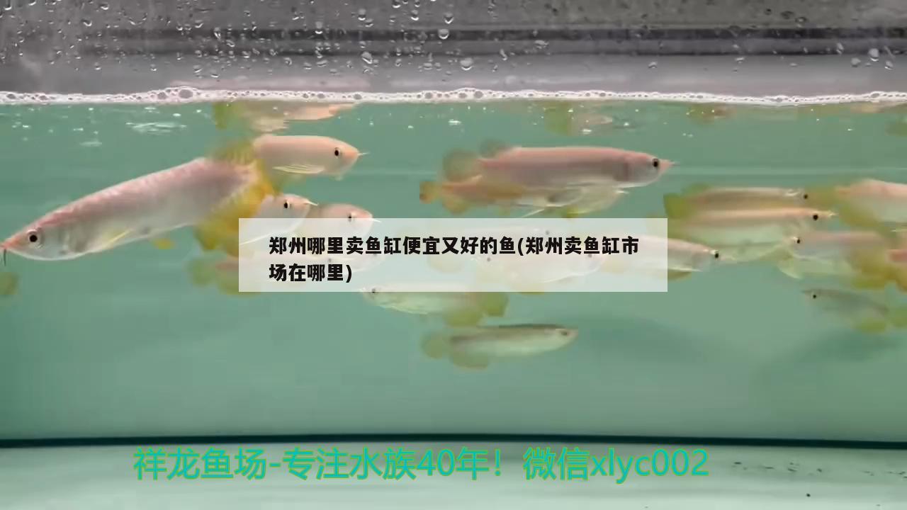 郑州哪里卖鱼缸便宜又好的鱼(郑州卖鱼缸市场在哪里)