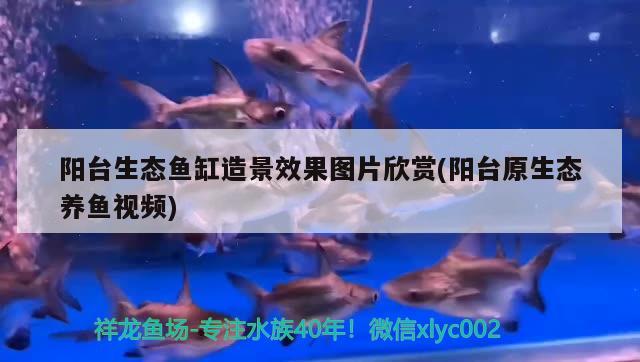 阳台生态鱼缸造景效果图片欣赏(阳台原生态养鱼视频)