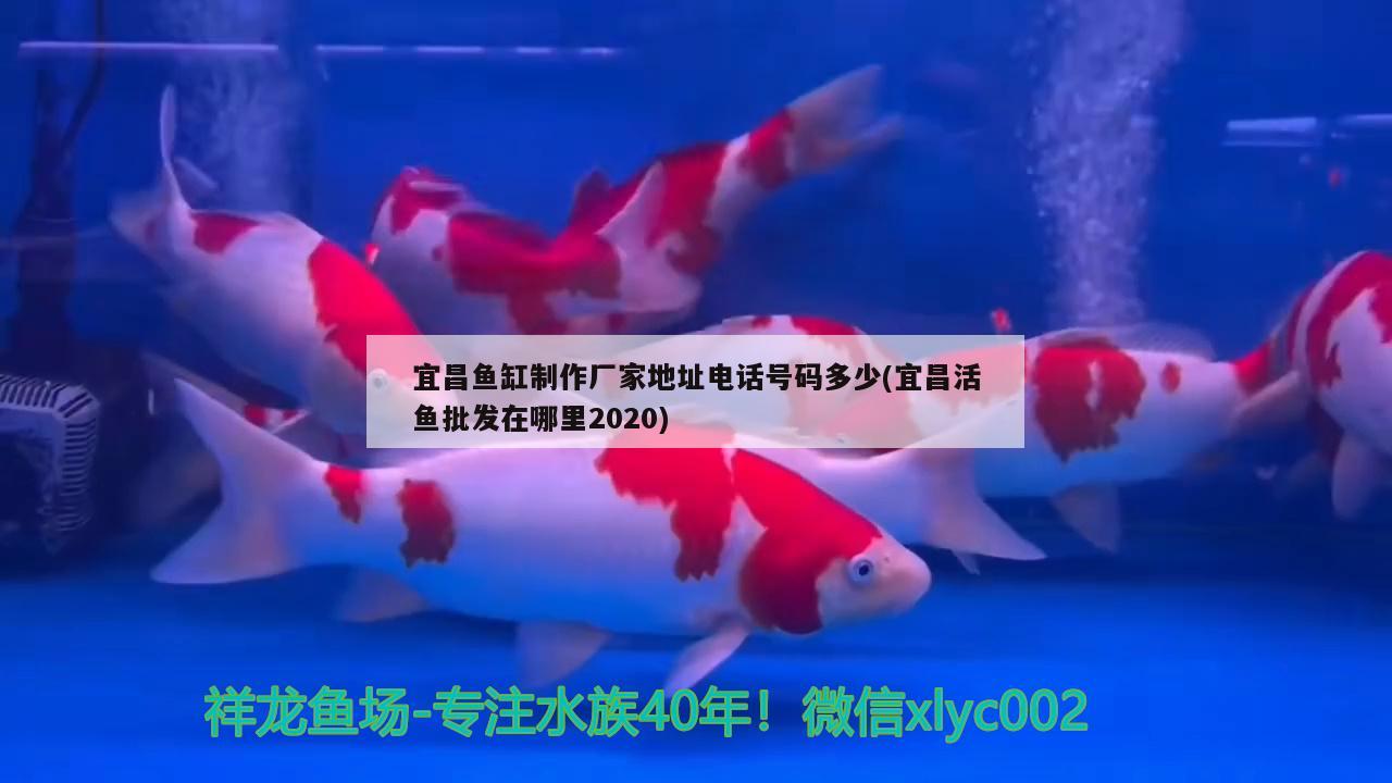 宜昌鱼缸制作厂家地址电话号码多少(宜昌活鱼批发在哪里2020) 黄宽带蝴蝶鱼