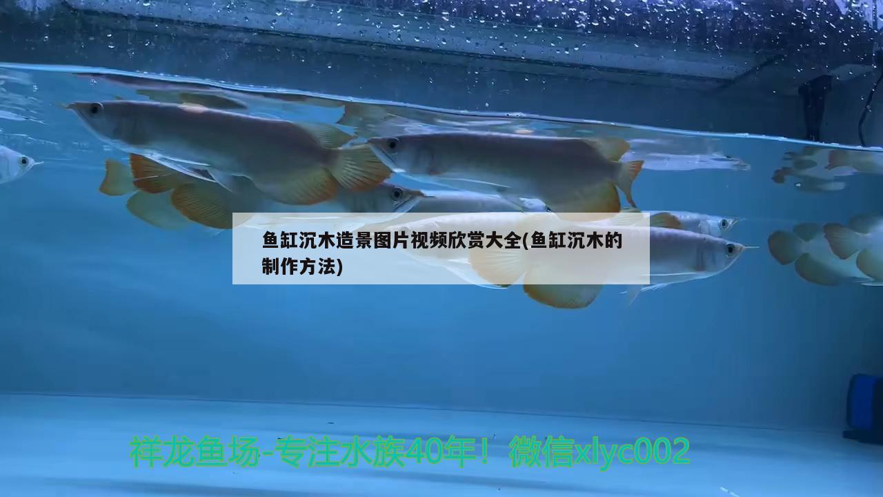 鱼缸沉木造景图片视频欣赏大全(鱼缸沉木的制作方法)