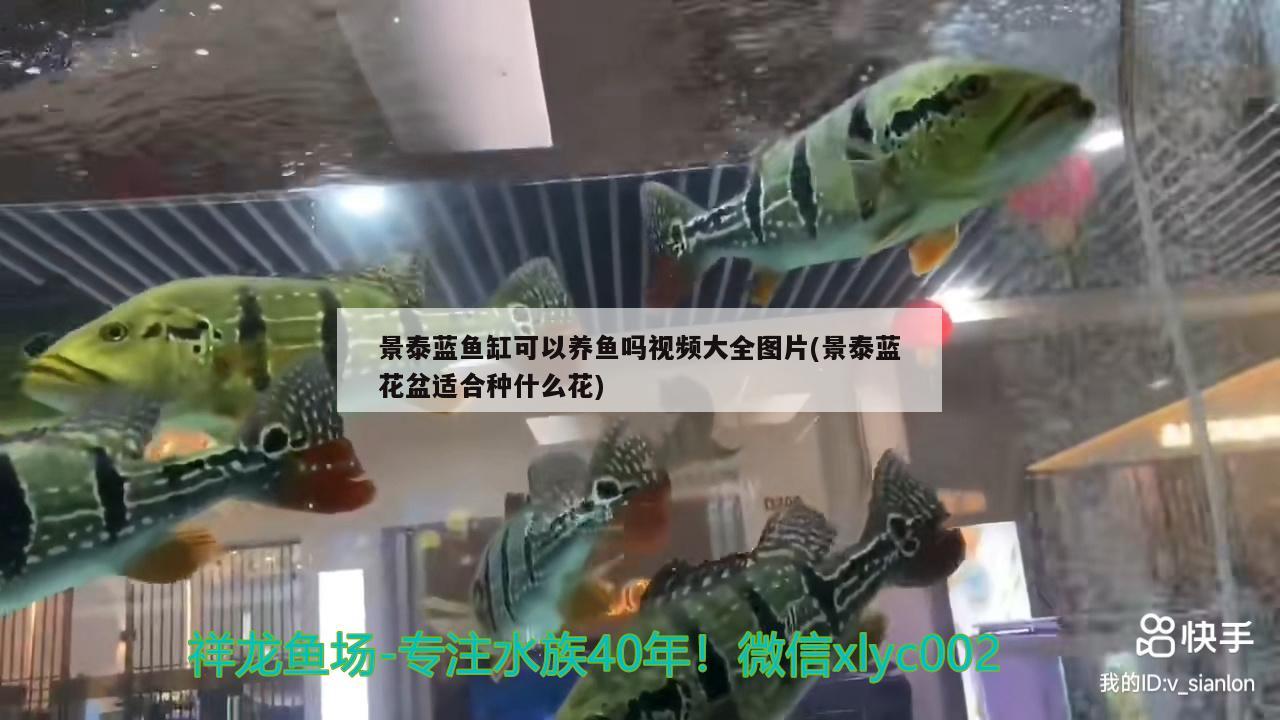 景泰蓝鱼缸可以养鱼吗视频大全图片(景泰蓝花盆适合种什么花) 祥龙赫舞红龙鱼