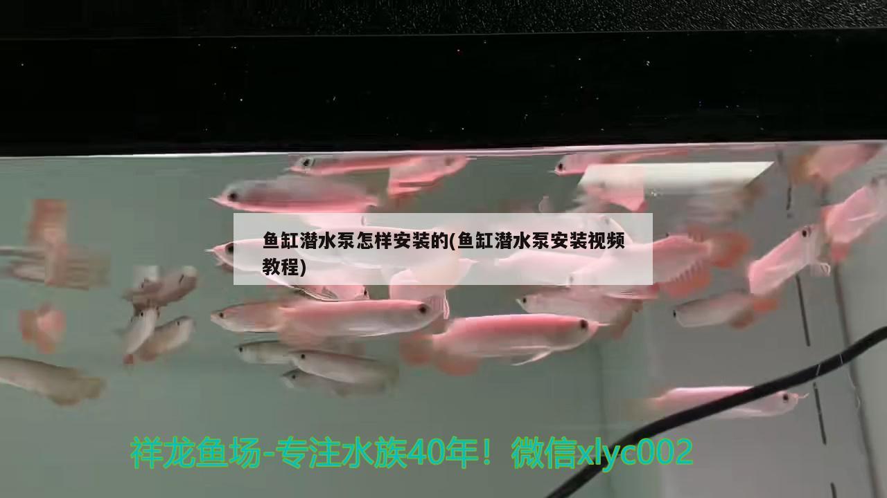 鱼缸潜水泵怎样安装的(鱼缸潜水泵安装视频教程)