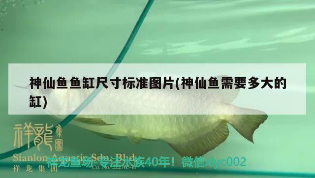 神仙鱼鱼缸尺寸标准图片(神仙鱼需要多大的缸)