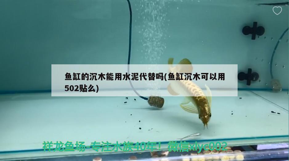 鱼缸的沉木能用水泥代替吗(鱼缸沉木可以用502贴么) 广州祥龙国际水族贸易