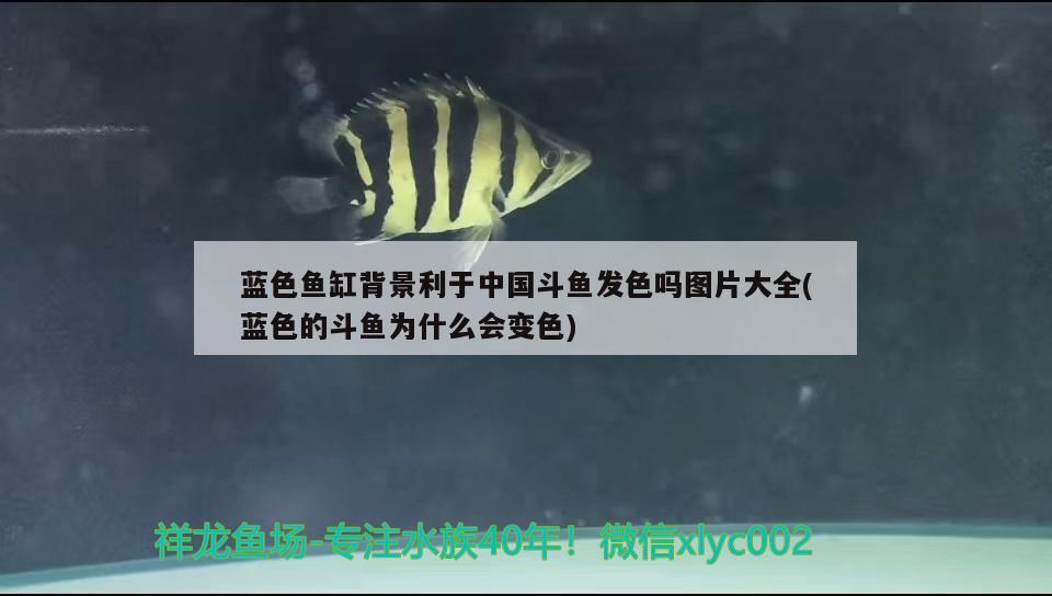 蓝色鱼缸背景利于中国斗鱼发色吗图片大全(蓝色的斗鱼为什么会变色) 南美异形观赏鱼
