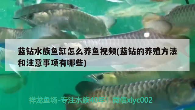 蓝钻水族鱼缸怎么养鱼视频(蓝钻的养殖方法和注意事项有哪些) 喂食器