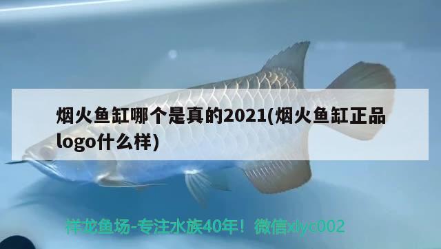 烟火鱼缸哪个是真的2021(烟火鱼缸正品logo什么样) 玫瑰银版鱼
