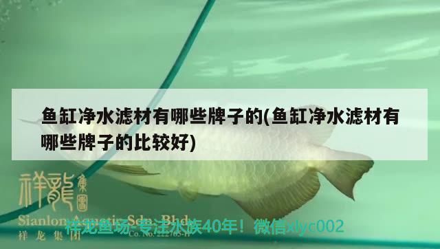 鱼缸净水滤材有哪些牌子的(鱼缸净水滤材有哪些牌子的比较好) 广州祥龙国际水族贸易