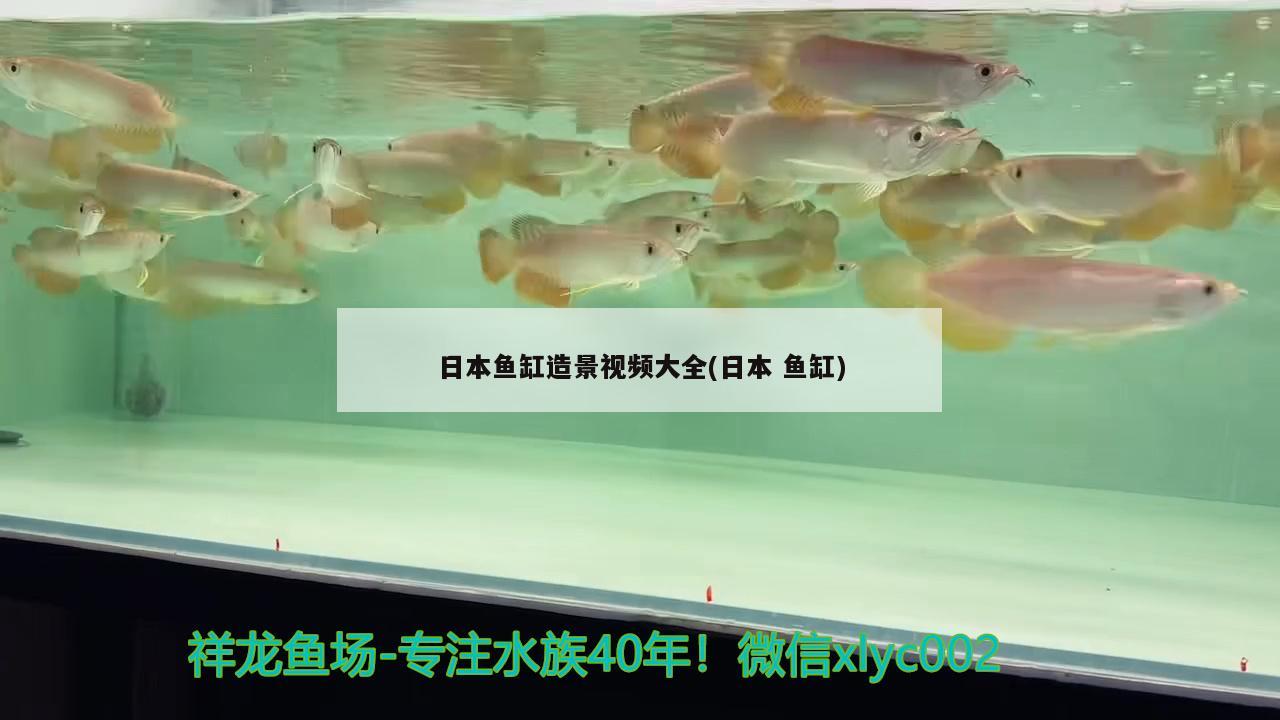 日本鱼缸造景视频大全(日本鱼缸)