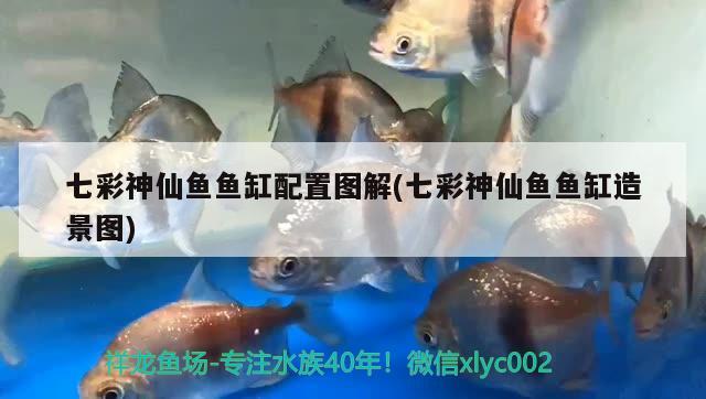 七彩神仙鱼鱼缸配置图解(七彩神仙鱼鱼缸造景图)