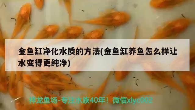 金鱼缸净化水质的方法(金鱼缸养鱼怎么样让水变得更纯净) 红白锦鲤鱼