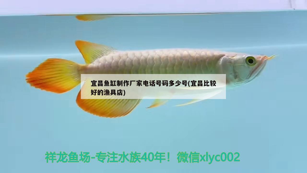 宜昌鱼缸制作厂家电话号码多少号(宜昌比较好的渔具店) 进口元宝凤凰鱼
