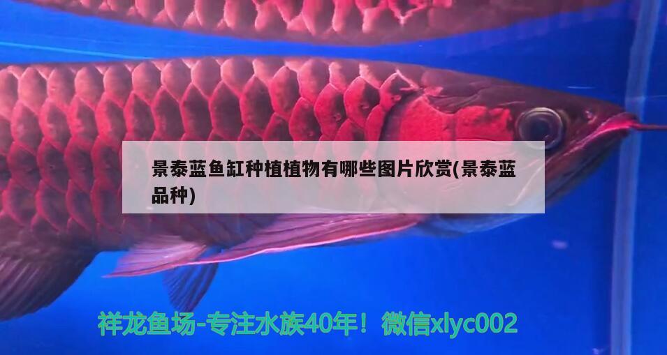 景泰蓝鱼缸种植植物有哪些图片欣赏(景泰蓝品种)