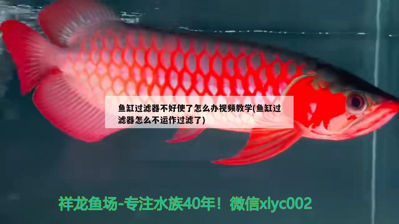 鱼缸过滤器不好使了怎么办视频教学(鱼缸过滤器怎么不运作过滤了) 短身红龙鱼