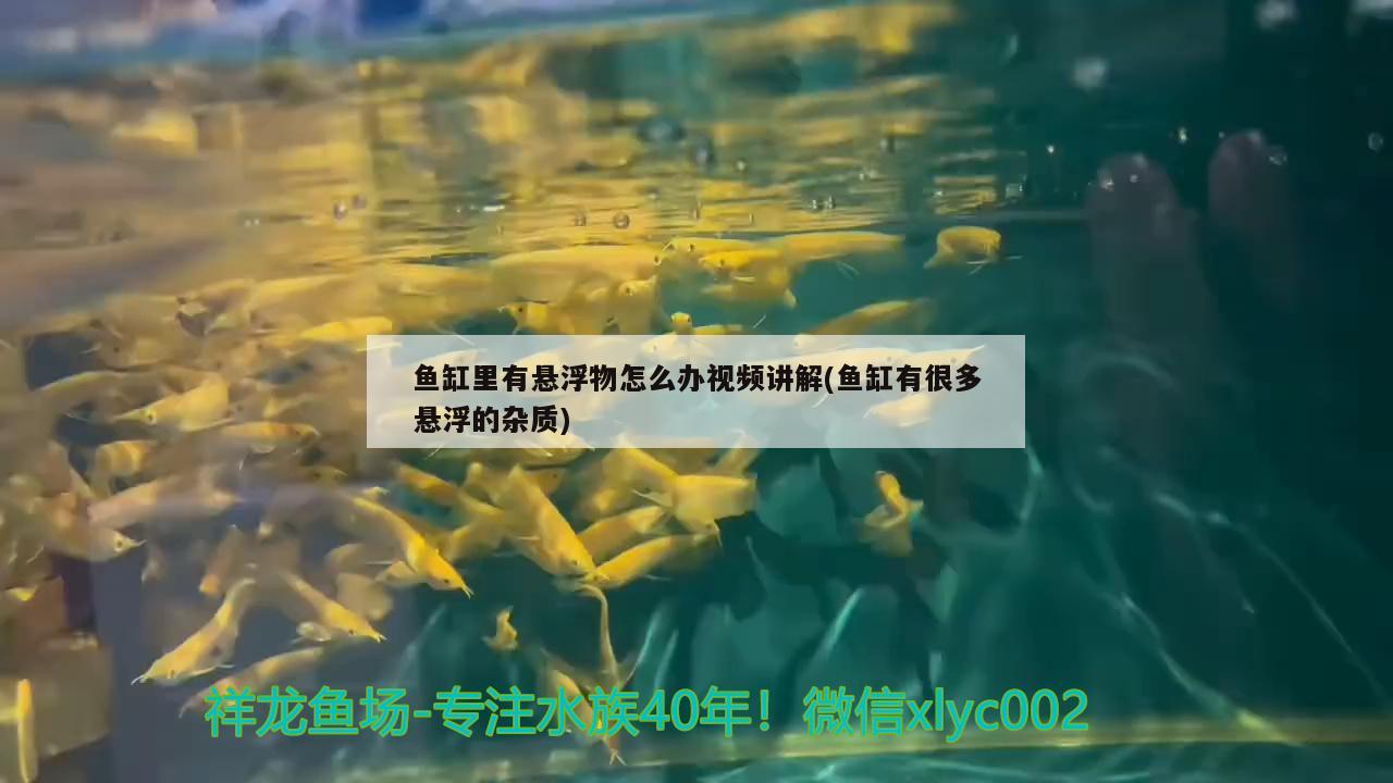 鱼缸里有悬浮物怎么办视频讲解(鱼缸有很多悬浮的杂质)
