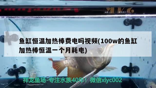 鱼缸恒温加热棒费电吗视频(100w的鱼缸加热棒恒温一个月耗电) 广州祥龙国际水族贸易