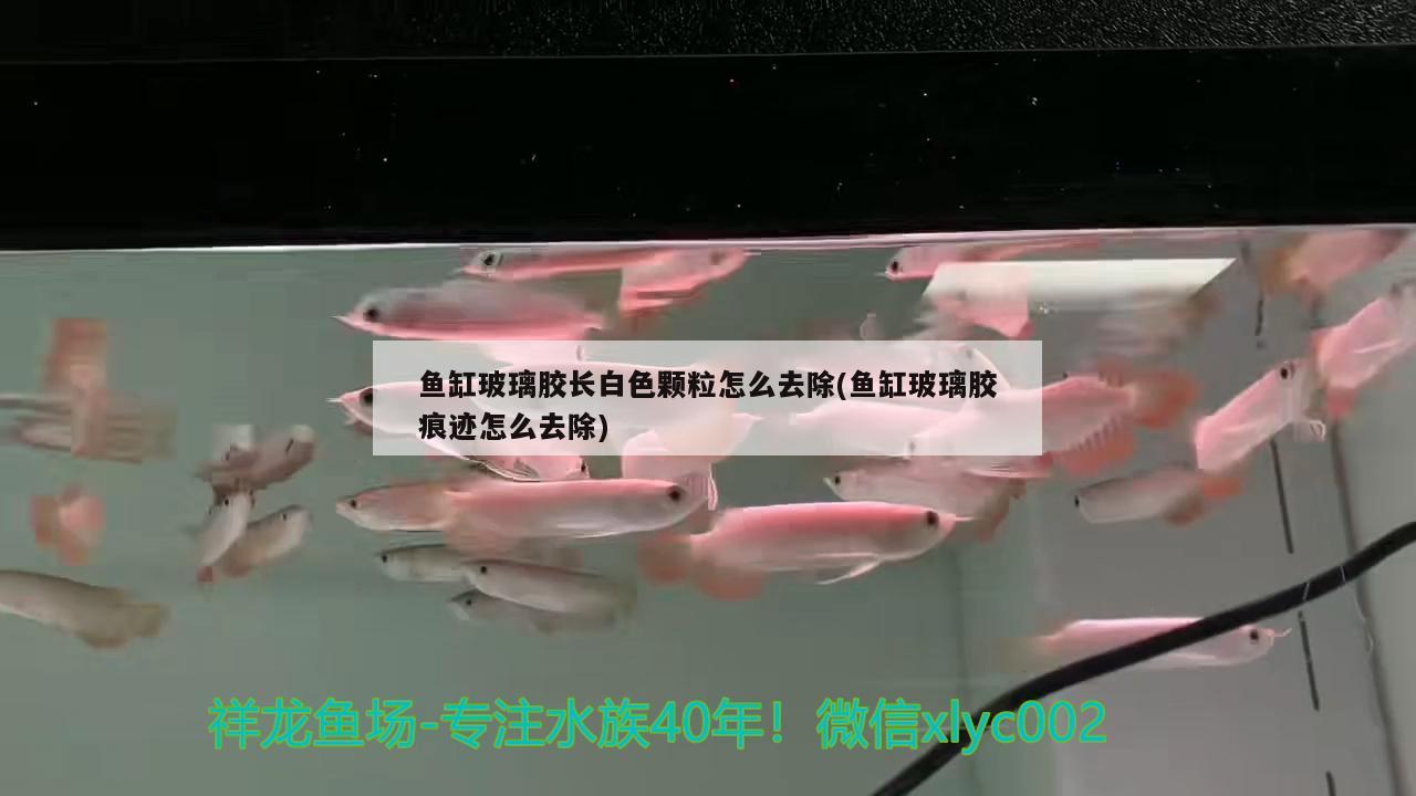 鱼缸玻璃胶长白色颗粒怎么去除(鱼缸玻璃胶痕迹怎么去除) 红龙专用鱼粮饲料