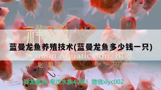 蓝曼龙鱼养殖技术(蓝曼龙鱼多少钱一只)