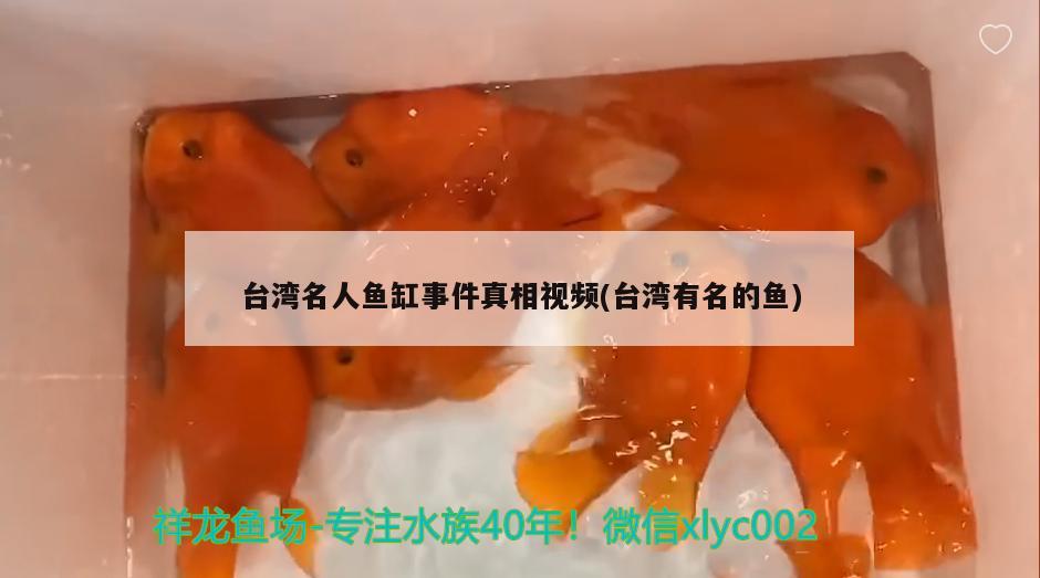 台湾名人鱼缸事件真相视频(台湾有名的鱼)