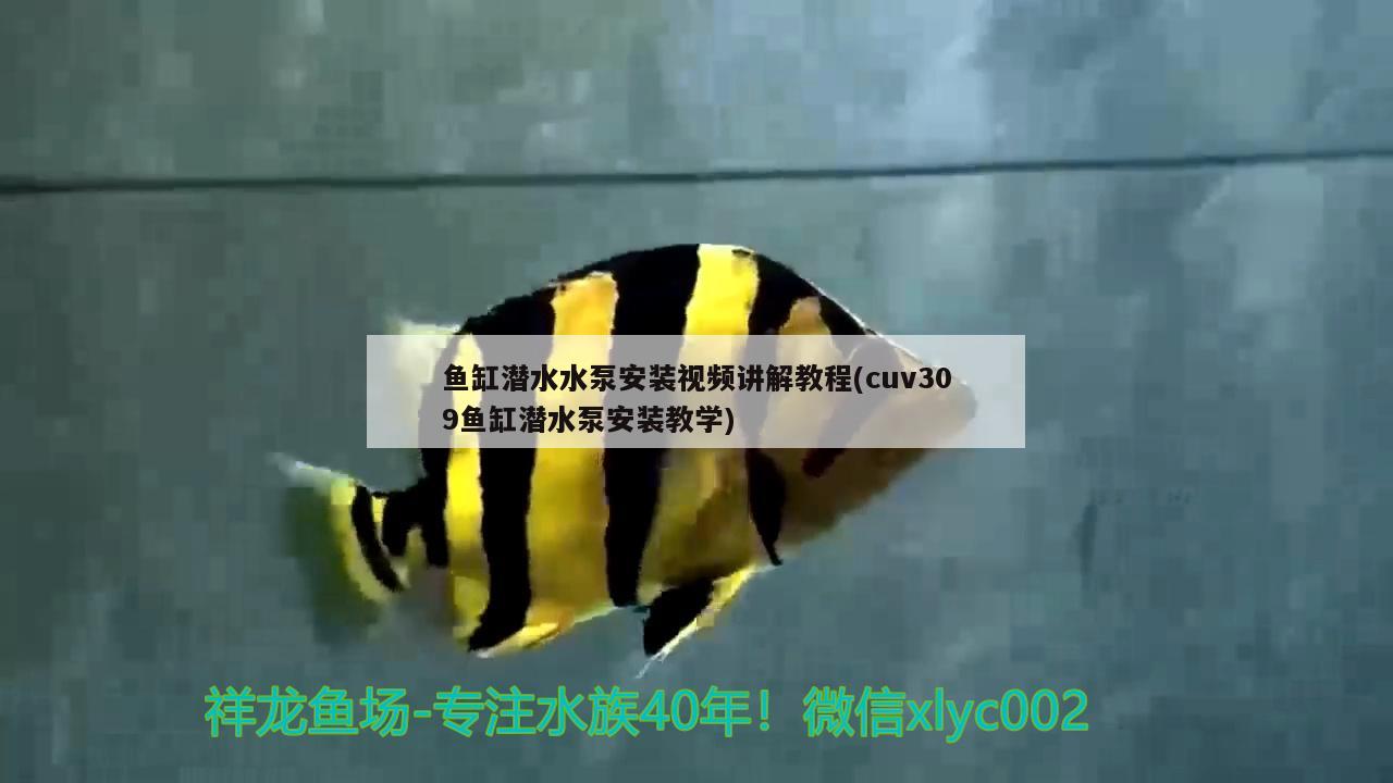 鱼缸潜水水泵安装视频讲解教程(cuv309鱼缸潜水泵安装教学)