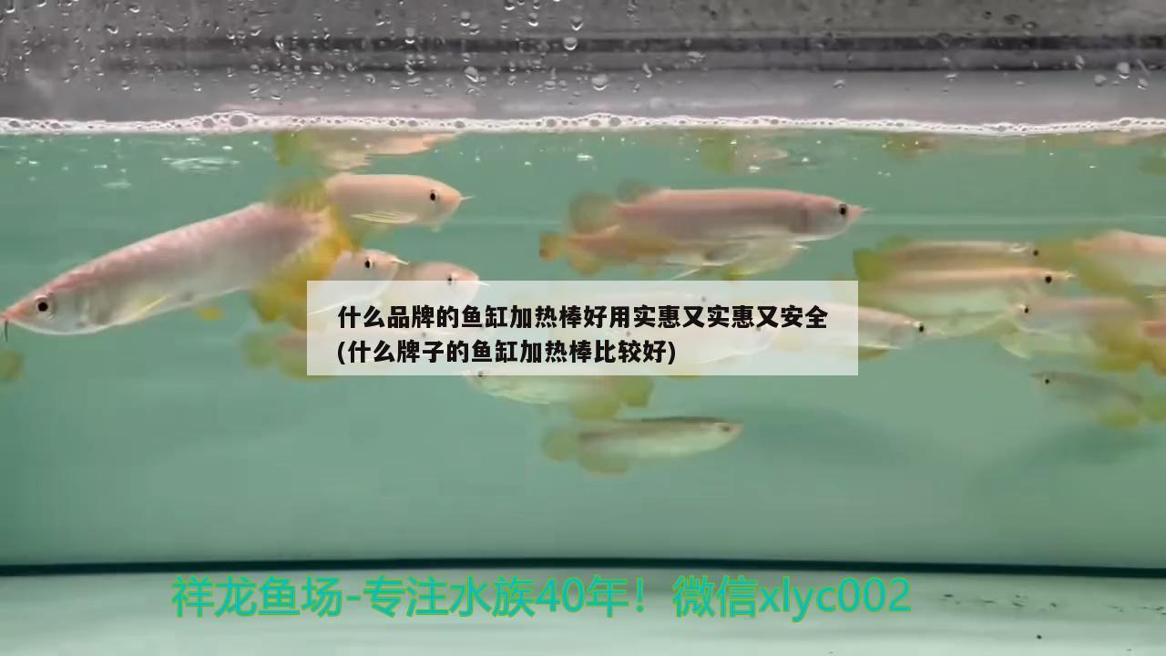 什么品牌的鱼缸加热棒好用实惠又实惠又安全(什么牌子的鱼缸加热棒比较好) 广州水族器材滤材批发市场