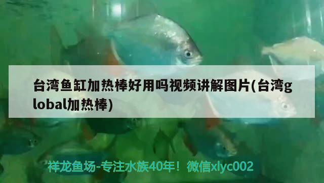 台湾鱼缸加热棒好用吗视频讲解图片(台湾global加热棒)
