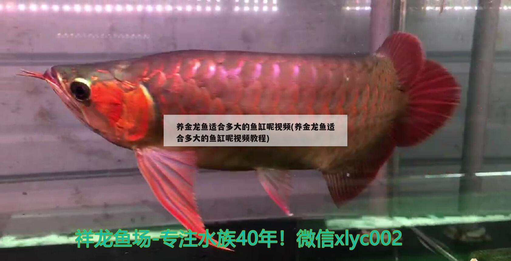养金龙鱼适合多大的鱼缸呢视频(养金龙鱼适合多大的鱼缸呢视频教程) 鱼缸风水