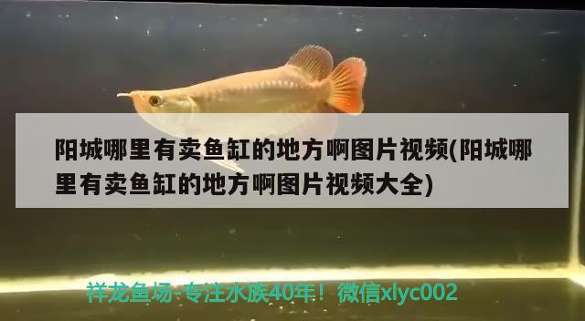 阳城哪里有卖鱼缸的地方啊图片视频(阳城哪里有卖鱼缸的地方啊图片视频大全)