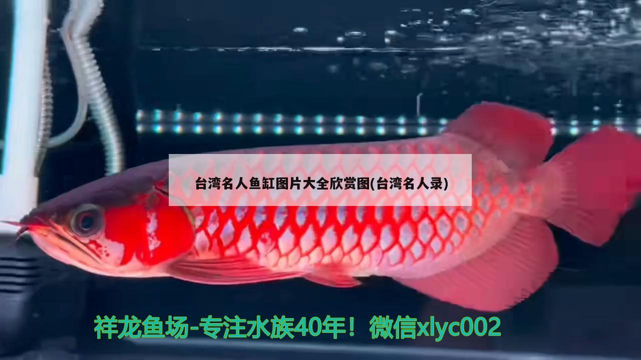 台湾名人鱼缸图片大全欣赏图(台湾名人录) 红龙福龙鱼