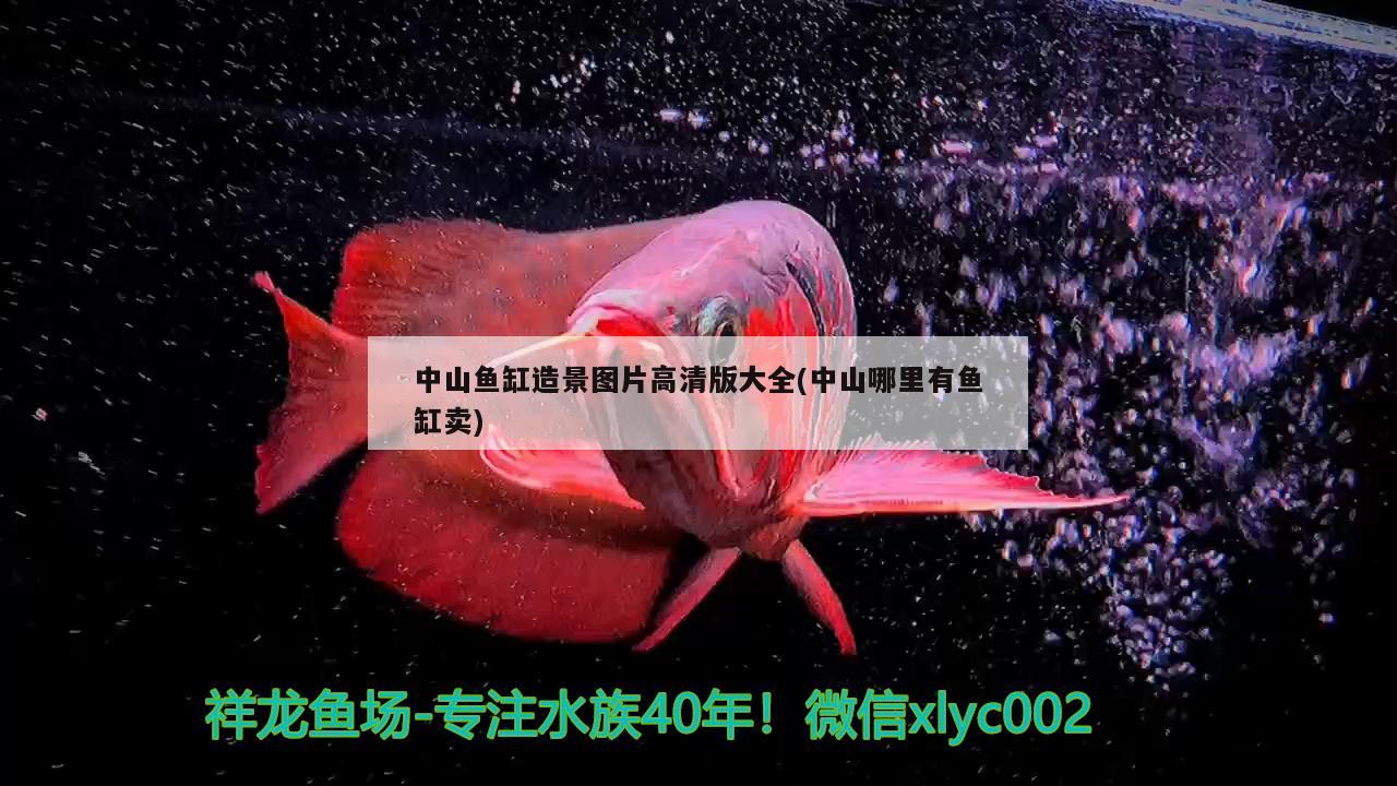 中山鱼缸造景图片高清版大全(中山哪里有鱼缸卖) 野彩鱼