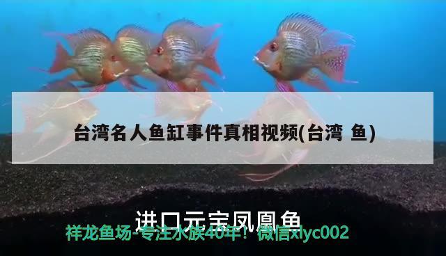 台湾名人鱼缸事件真相视频(台湾鱼)